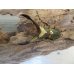 画像2: ☆新成虫☆メタリフェルホソアカクワガタ（サンギレンシス）♂50ミリ♀フリーサイズペア販売！！ (2)