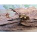 画像1: ☆新成虫☆メタリフェルホソアカクワガタ（サンギレンシス）♂61ミリ♀フリーサイズペア販売！！ (1)