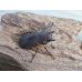 画像4: ☆新成虫☆メタリフェルホソアカクワガタ（サンギレンシス）♂61ミリ♀フリーサイズペア販売！！ (4)