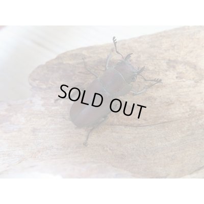画像4: ☆新成虫☆メタリフェルホソアカクワガタ（サンギレンシス）♂50ミリ♀フリーサイズペア販売！！
