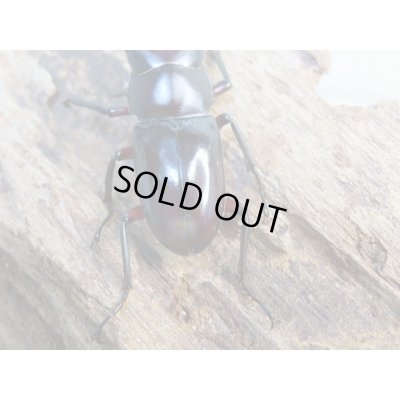 画像3: 新成虫☆WF1☆ハイチュヌスコクワガタ♂43ミリ♀32ミリペア販売!!