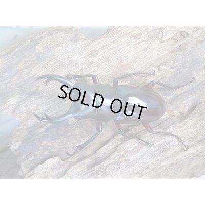 画像2: 新成虫☆WF1☆ハイチュヌスコクワガタ♂43ミリ♀32ミリペア販売!!