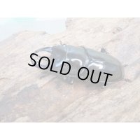 ☆新成虫☆キクノコクワガタ♂41ミリ♀28ミリペア販売！！