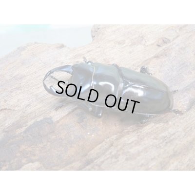 画像1: ☆新成虫☆キクノコクワガタ♂41ミリ♀28ミリペア販売!!