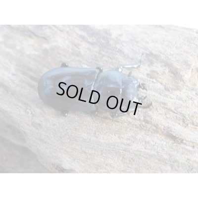 画像4: ☆新成虫☆キクノコクワガタ♂41ミリ♀28ミリペア販売!!