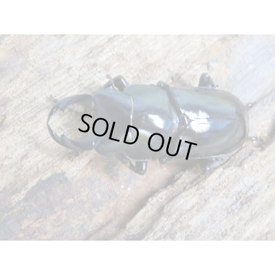 画像2: ☆新成虫☆キクノコクワガタ♂41ミリ♀28ミリペア販売!!