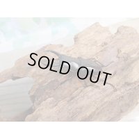 新成虫☆WF1☆ハイチュヌスコクワガタ♂43ミリ♀32ミリペア販売！！