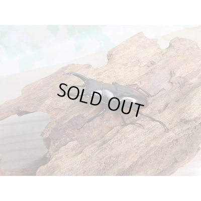 画像1: 新成虫☆WF1☆ハイチュヌスコクワガタ♂43ミリ♀32ミリペア販売!!