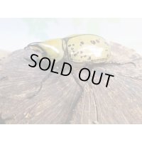 新成虫☆ティティウスシロカブト♂49ミリ♀フリーサイズペア販売！！