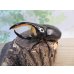 画像1: ☆大型新成虫☆サタンオオカブト♂99ミリ♀フ65ミリペア販売！！ (1)