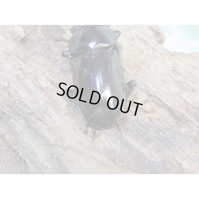 画像3: ☆新成虫☆キクノコクワガタ♂41ミリ♀28ミリペア販売!!