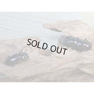 画像5: ☆新成虫☆キクノコクワガタ♂41ミリ♀28ミリペア販売!!