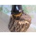画像3: ☆大型新成虫☆サタンオオカブト♂99ミリ♀フ65ミリペア販売！！ (3)