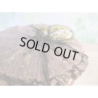 新成虫☆ティティウスシロカブト♂48ミリ♀フリーサイズペア販売！！