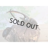 ☆美麗新成虫☆ネプチューンオオカブト♂125ミリ♀65ミリペア販売！！