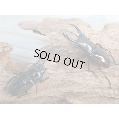 画像5: 新成虫☆WF1☆ハイチュヌスコクワガタ♂43ミリ♀32ミリペア販売!!