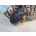 画像4: ☆大型新成虫☆サタンオオカブト♂99ミリ♀フ65ミリペア販売！！ (4)