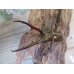 画像2: ☆新成虫☆メタリフェルホソアカクワガタ（サンギレンシス）♂68ミリ♀フリーサイズペア販売！！ (2)
