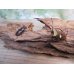 画像5: ☆新成虫☆メタリフェルホソアカクワガタ（サンギレンシス）♂68ミリ♀フリーサイズペア販売！！ (5)