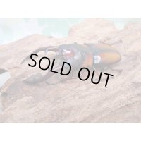 ☆美麗人気種☆新成虫！ミラビリスノコギリクワガタ♂58ミリ♀36ミリ別血統ペア販売！！