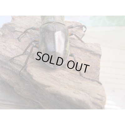 画像3: 北海道産☆天然採集☆ミヤマクワガタ♂64.5ミリ〜69ミリ♀フリーサイズ2ペアセット販売！！