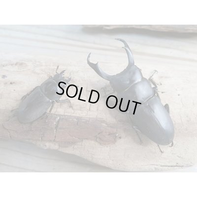 画像5: 和歌山県産☆WD☆ヒラタクワガタ♂58ミリ♀フリーペア＋ノコギリクワガタ♂63ミリ♀フリーペア＋コクワガタ♂47ミリ♀フリーペア計3種ペアセット販売！！