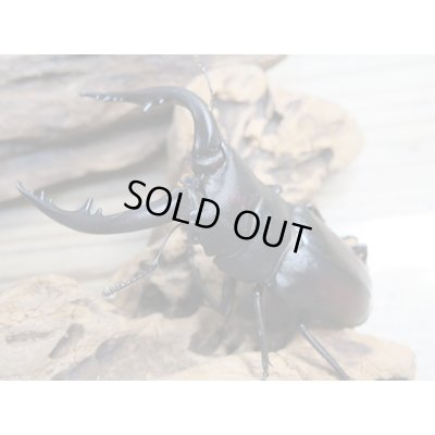 画像3: 和歌山県産☆WD☆ヒラタクワガタ♂58ミリ♀フリーペア＋ノコギリクワガタ♂63ミリ♀フリーペア＋コクワガタ♂47ミリ♀フリーペア計3種ペアセット販売！！