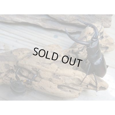 画像4: 和歌山県産☆WD☆ヒラタクワガタ♂58ミリ♀フリーペア＋ノコギリクワガタ♂63ミリ♀フリーペア＋コクワガタ♂47ミリ♀フリーペア計3種ペアセット販売！！