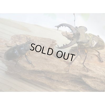 画像5: 北海道産☆天然採集☆ミヤマクワガタ♂64.5ミリ〜69ミリ♀フリーサイズ2ペアセット販売！！