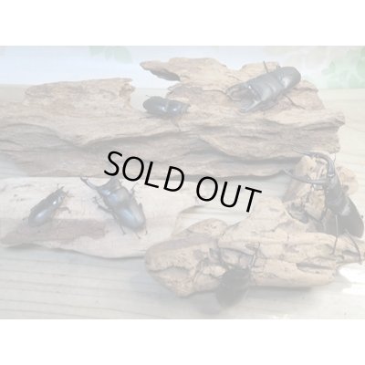 画像6: 和歌山県産☆WD☆ヒラタクワガタ♂58ミリ♀フリーペア＋ノコギリクワガタ♂63ミリ♀フリーペア＋コクワガタ♂47ミリ♀フリーペア計3種ペアセット販売！！