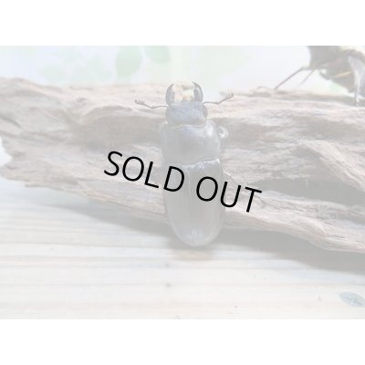 画像4: 北海道産☆天然採集☆ミヤマクワガタ♂64.5ミリ〜69ミリ♀フリーサイズ2ペアセット販売！！