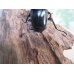 画像3: 25年ブリード用☆DV産☆ウエストウッディ オオシカクワガタ♂54ミリ♀43ミリペア販売！！ (3)