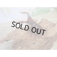 新成虫☆チベット産☆フォルスターフタマタクワガタ（亜種ニシ）♂65ミリ♀39ミリペア販売！！