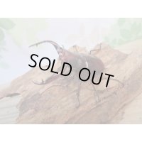 新成虫☆チベット産☆フォルスターフタマタクワガタ（亜種ニシ）♂62ミリ♀39ミリペア販売！！