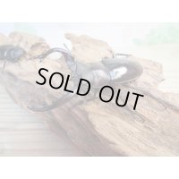 ☆新成虫☆フォルスターフタマタクワガタ（亜種キヨタミ）♂70ミリ♀－A´40ミリペア販売！！