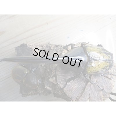 画像2: ☆新成虫☆D.H.ヘラクレス♂143ミリ♀64ミリ別血統ペア販売！！