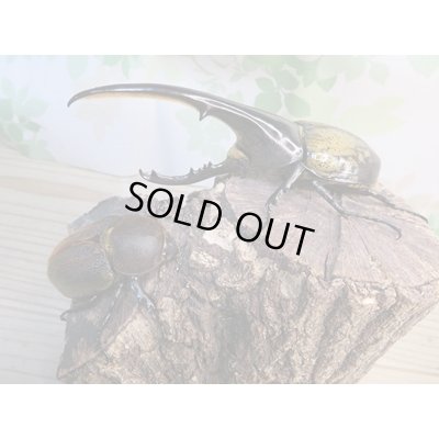 画像5: ☆新成虫☆D.H.ヘラクレス♂143ミリ♀64ミリ別血統ペア販売！！