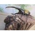 画像5: ☆新成虫☆D.H.ヘラクレス♂143ミリ♀64ミリ別血統ペア販売！！ (5)