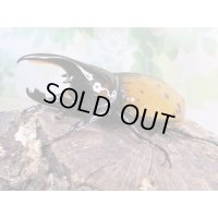 ☆新成虫☆マヤシロカブト♂85ミリ♀65ミリペア販売！！