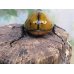 画像3: ☆新成虫☆マヤシロカブト♂85ミリ♀65ミリペア販売！！ (3)