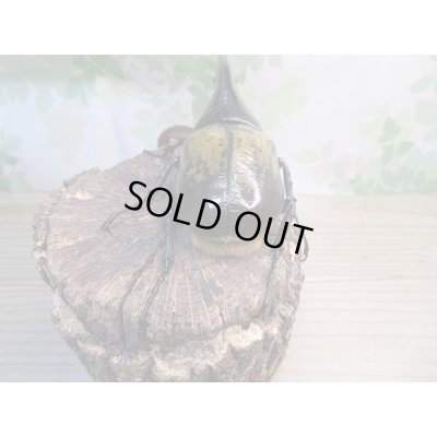 画像3: ☆新成虫☆D.H.ヘラクレス♂143ミリ♀64ミリ別血統ペア販売！！