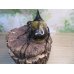 画像3: ☆新成虫☆D.H.ヘラクレス♂143ミリ♀64ミリ別血統ペア販売！！ (3)