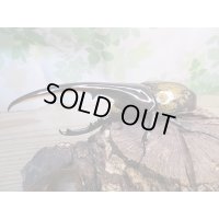 ☆新成虫☆D.H.ヘラクレス♂143ミリ♀64ミリ別血統ペア販売！！