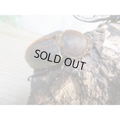 画像4: ☆新成虫☆D.H.ヘラクレス♂143ミリ♀64ミリ別血統ペア販売！！