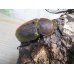 画像4: ☆新成虫☆D.H.ヘラクレス♂143ミリ♀64ミリ別血統ペア販売！！ (4)
