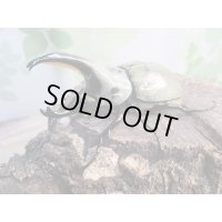 ☆新成虫☆グラントシロカブト♂70ミリ♀52ミリペア販売！！