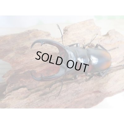 画像2: 新成虫☆WF4☆マキシカクワガタ♂60ミリ♀37ミリペア販売！！