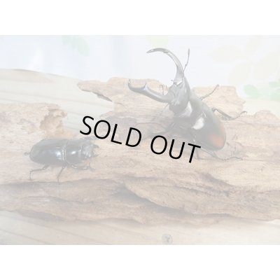 画像5: 新成虫☆WF4☆マキシカクワガタ♂60ミリ♀37ミリペア販売！！