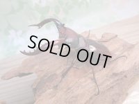 ☆大型新成虫☆フォルスターフタマタクワガタ（亜種ニシ）♂80ミリ♀40ミリペア販売！！