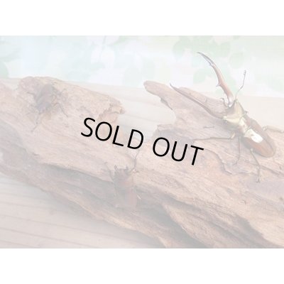 画像6: ☆新成虫☆メタリフェルホソアカクワガタ(サンギレンシス)♂63ミリ♀フリーサイズペア+♀フリーサイズ計3頭のトリオ販売!!